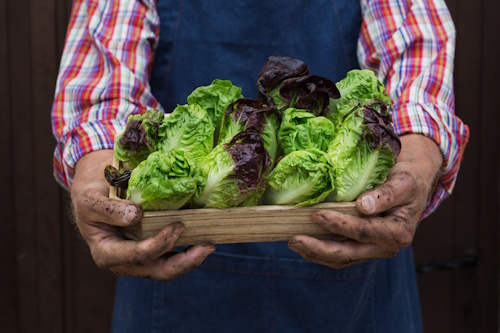 Salades variées